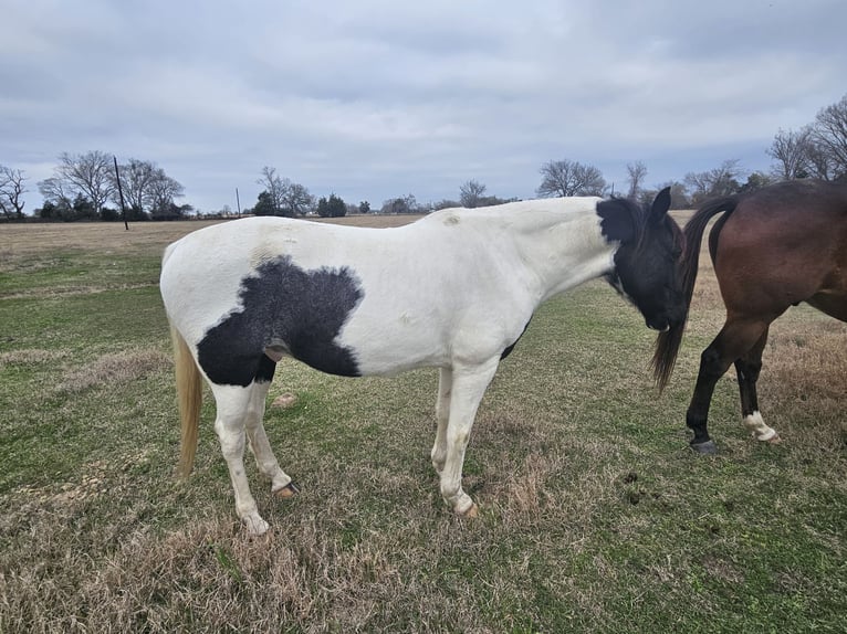 Paint Horse Caballo castrado 12 años 142 cm Negro in Teague, TX