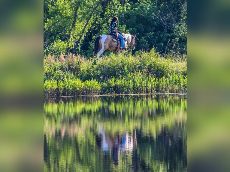 Paint Horse Caballo castrado 12 años 147 cm Buckskin/Bayo in Willis Point TX