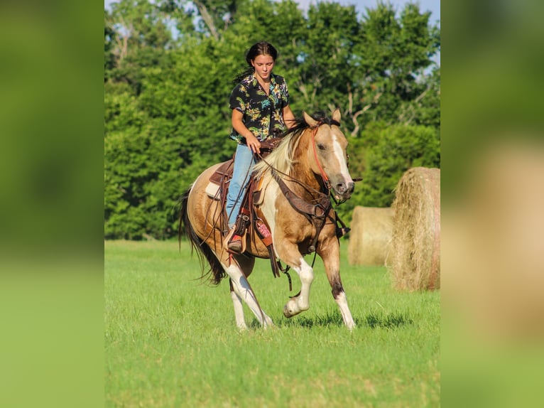 Paint Horse Caballo castrado 12 años 147 cm Buckskin/Bayo in Willis Point TX