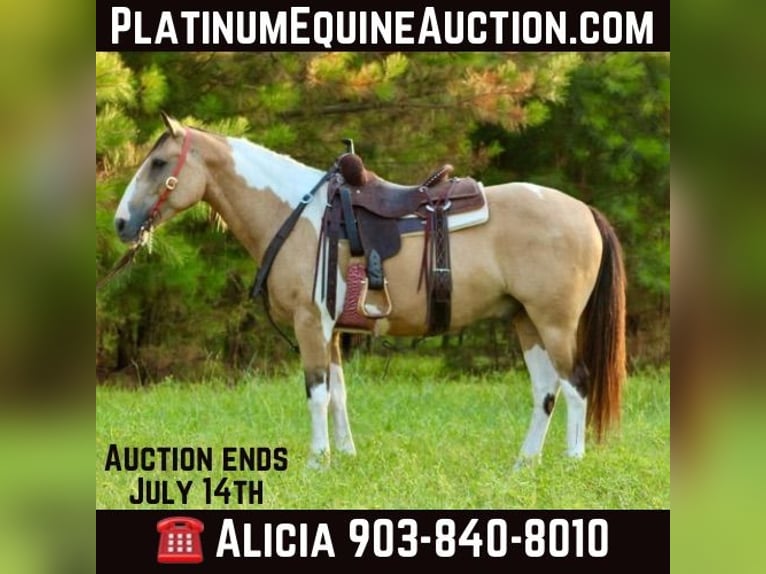 Paint Horse Caballo castrado 12 años 147 cm Buckskin/Bayo in Willis Point TX