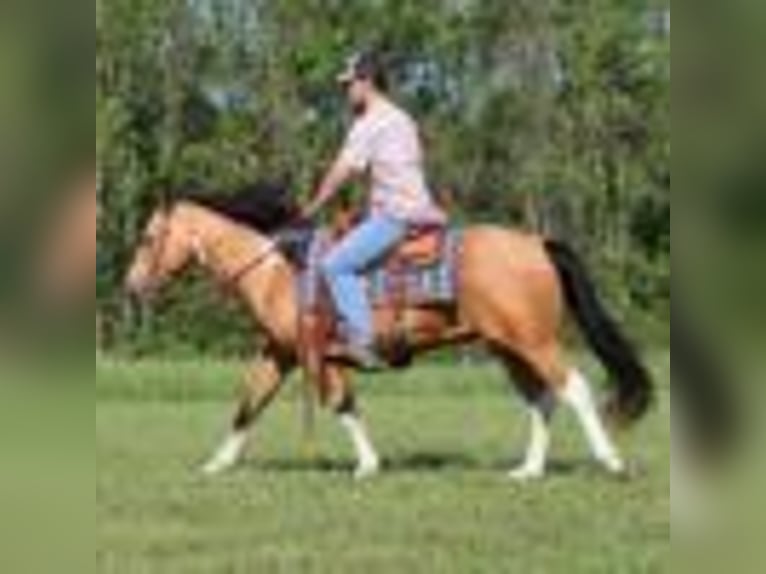Paint Horse Caballo castrado 12 años 150 cm Buckskin/Bayo in Mount Vernon, KY