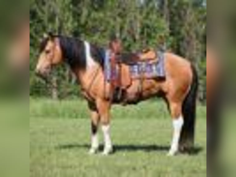 Paint Horse Caballo castrado 12 años 150 cm Buckskin/Bayo in Mount Vernon, KY