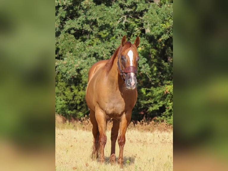 Paint Horse Caballo castrado 12 años 152 cm Bayo in Pilot Point, TX