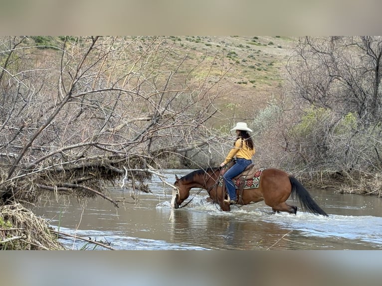 Paint Horse Caballo castrado 12 años 152 cm Castaño rojizo in Caldwell