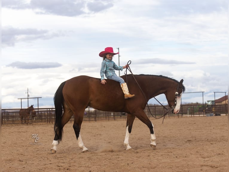 Paint Horse Caballo castrado 12 años 152 cm Castaño rojizo in Caldwell