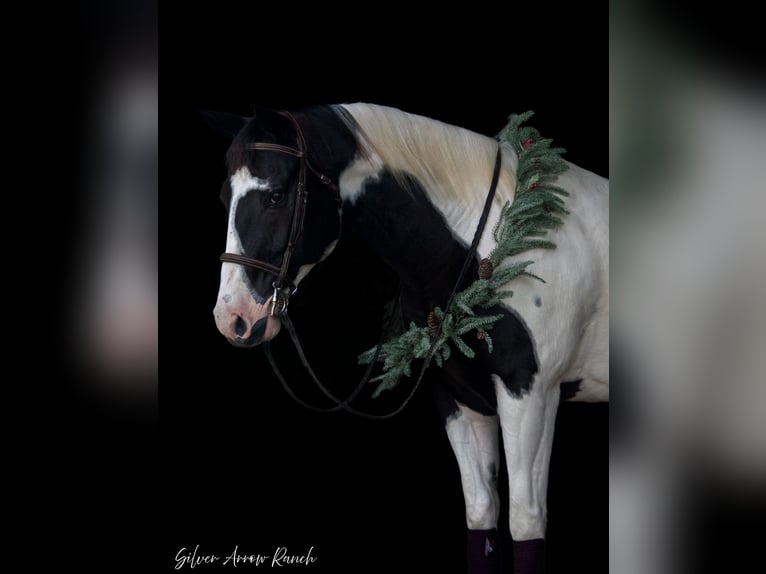 Paint Horse Caballo castrado 12 años 152 cm Pío in Ocala