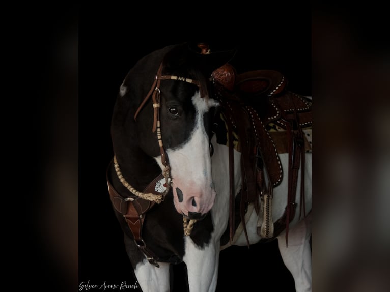 Paint Horse Caballo castrado 12 años 152 cm Pío in Ocala