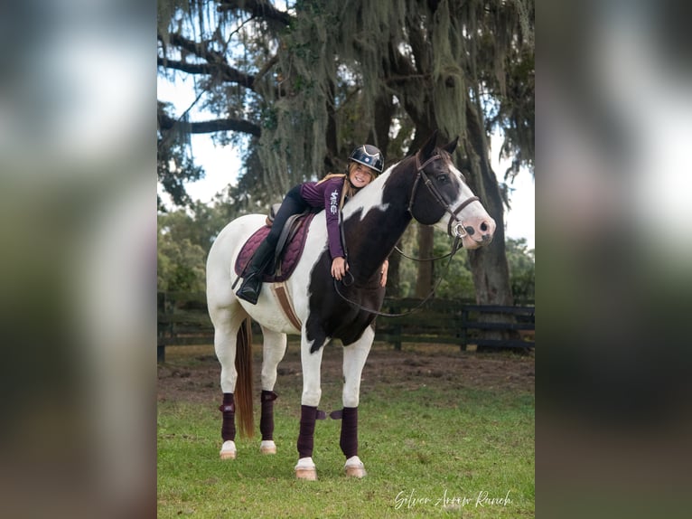 Paint Horse Caballo castrado 12 años 152 cm Pío in Ocala