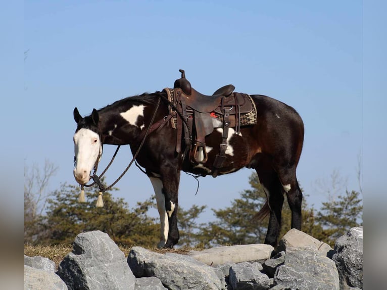 Paint Horse Caballo castrado 12 años 155 cm Overo-todas las-capas in Rebersburg, PA