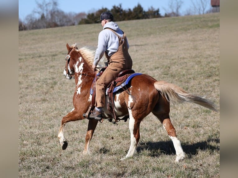 Paint Horse Caballo castrado 12 años 155 cm Overo-todas las-capas in Whitley City Ky