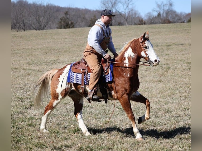 Paint Horse Caballo castrado 12 años 155 cm Overo-todas las-capas in Whitley City Ky