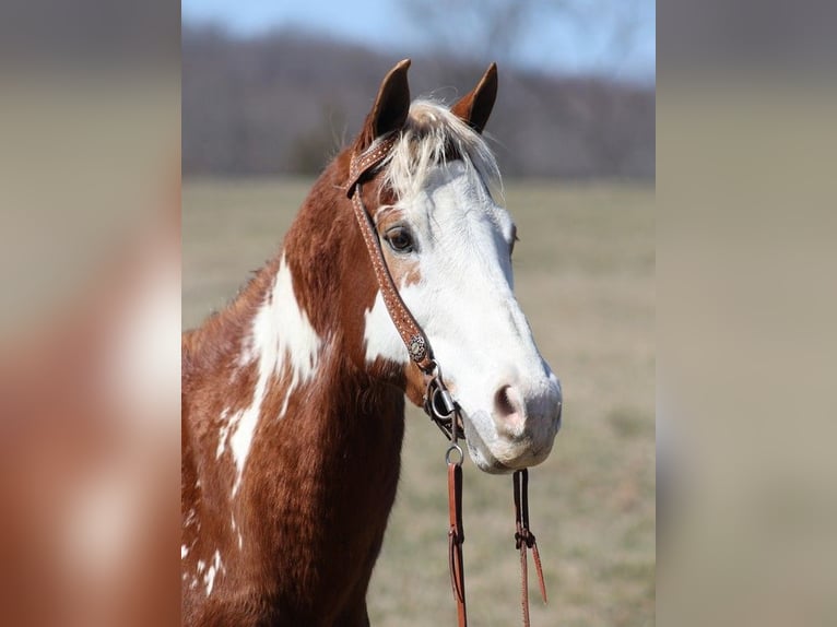 Paint Horse Caballo castrado 12 años 155 cm Overo-todas las-capas in Whitley City Ky