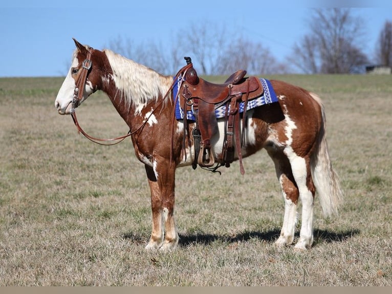 Paint Horse Caballo castrado 12 años 155 cm Overo-todas las-capas in Whitley City Ky