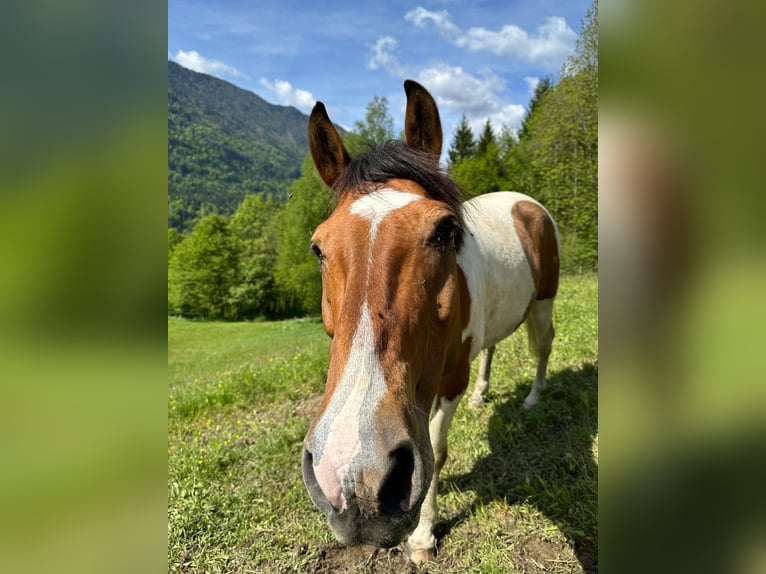 Paint Horse Mestizo Caballo castrado 12 años 165 cm Pío in Hermagor-Pressegger See