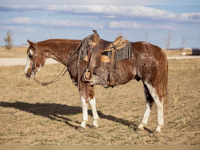 Paint Horse Caballo castrado 12 años in Amarillo,TX