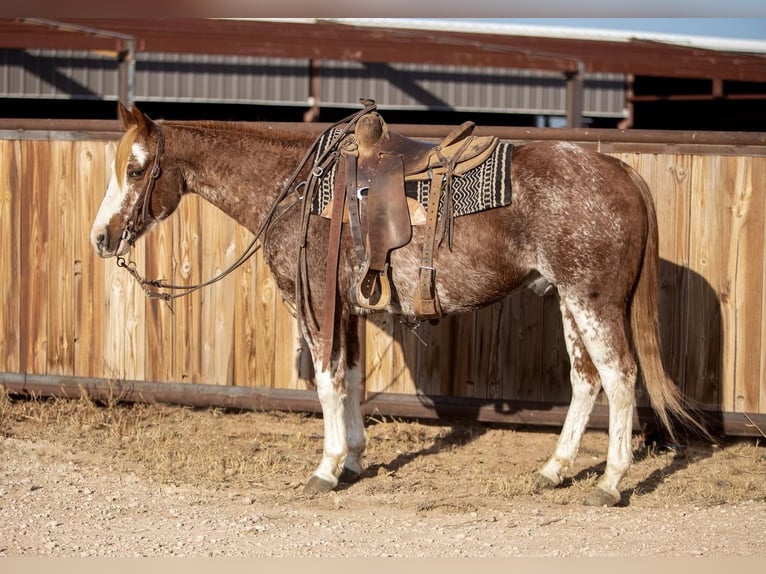 Paint Horse Caballo castrado 12 años in Amarillo,TX