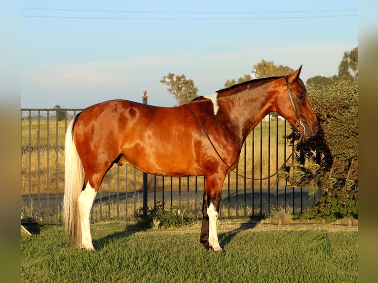 Paint Horse Caballo castrado 12 años Tobiano-todas las-capas in Pleasant Grove CA