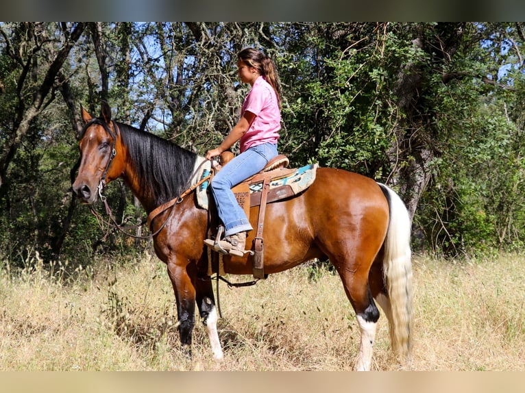 Paint Horse Caballo castrado 12 años Tobiano-todas las-capas in Pleasant Grove CA