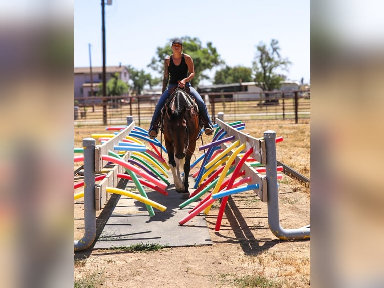 Paint Horse Caballo castrado 12 años Tobiano-todas las-capas in Pleasant Grove CA