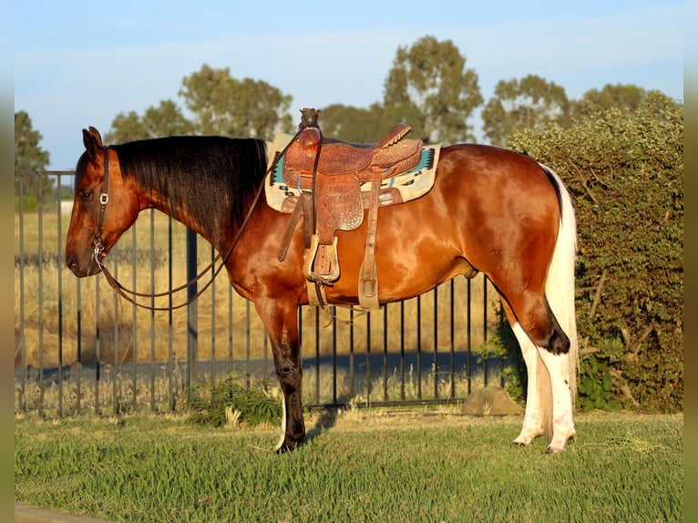 Paint Horse Caballo castrado 12 años Tobiano-todas las-capas in Pleasant Grove CA