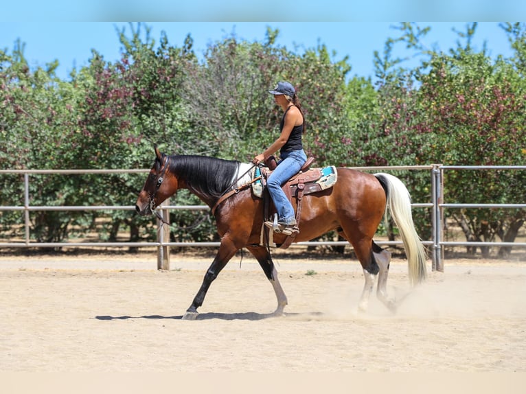 Paint Horse Caballo castrado 12 años Tobiano-todas las-capas in Pleasant Grove CA