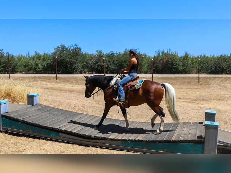 Paint Horse Caballo castrado 12 años Tobiano-todas las-capas in Pleasant Grove CA