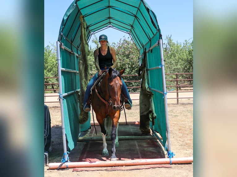 Paint Horse Caballo castrado 12 años Tobiano-todas las-capas in Pleasant Grove CA