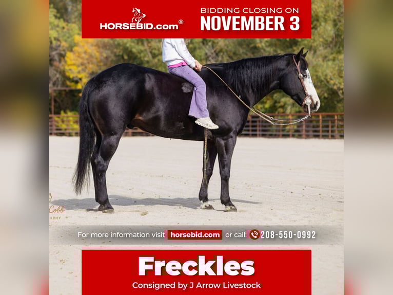 Paint Horse Caballo castrado 13 años 145 cm Negro in Caldwell Paint Horse Caballo castrado 13 años 145 cm Negro in Caldwell