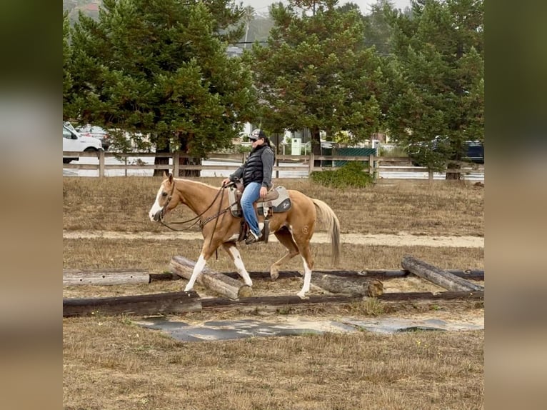 Paint Horse Caballo castrado 13 años 145 cm Overo-todas las-capas in Paicines CA