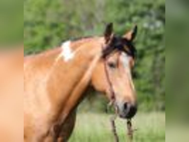 Paint Horse Caballo castrado 13 años 150 cm Buckskin/Bayo in Mount Vernon, KY