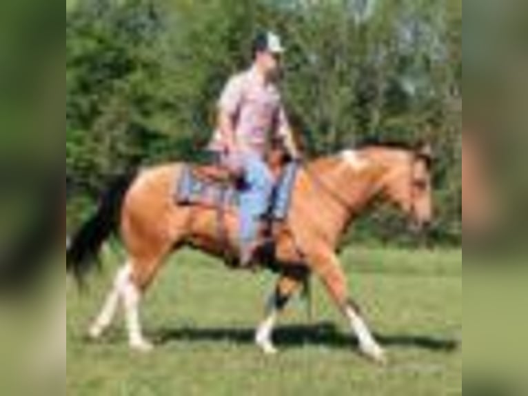 Paint Horse Caballo castrado 13 años 150 cm Buckskin/Bayo in Mount Vernon, KY