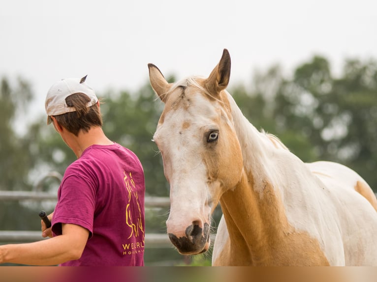 Paint Horse Caballo castrado 13 años 150 cm in Stördorf