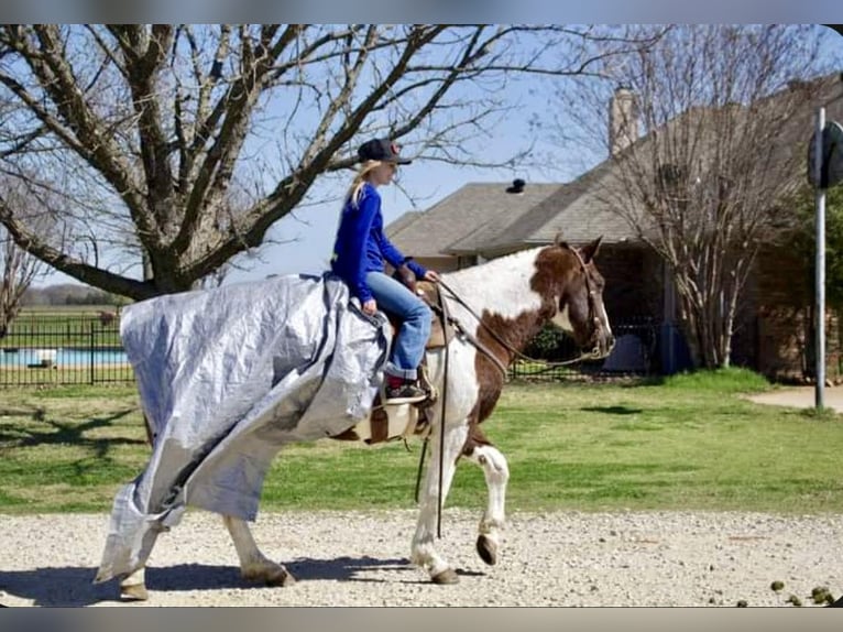 Paint Horse Caballo castrado 13 años 150 cm Pío in Kaufman
