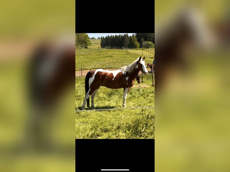 Paint Horse Caballo castrado 13 años 150 cm Tovero-todas las-capas in Simmerath