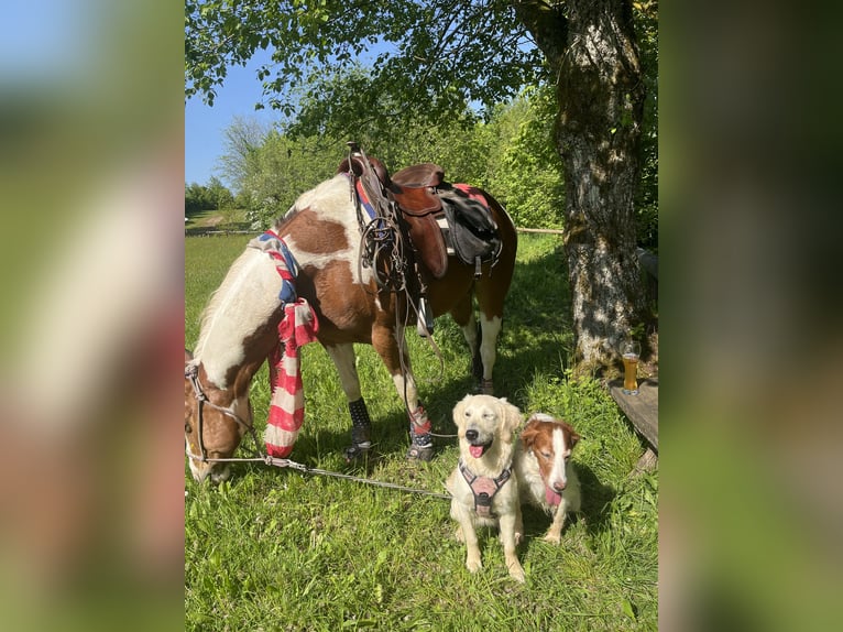 Paint Horse Caballo castrado 13 años 150 cm Tovero-todas las-capas in Simmerath