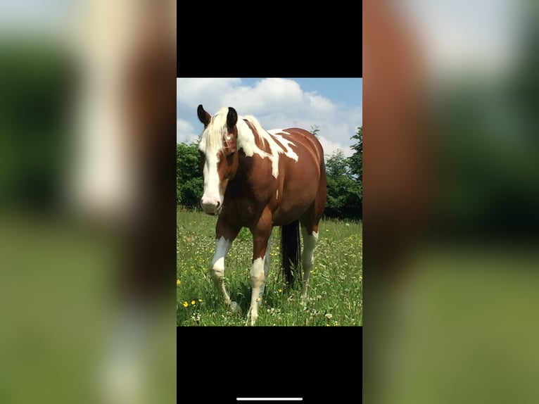 Paint Horse Caballo castrado 13 años 150 cm Tovero-todas las-capas in Simmerath