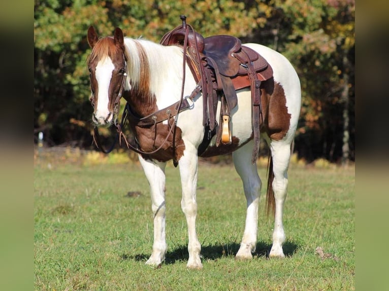 Paint Horse Caballo castrado 13 años 152 cm in Powell, WY