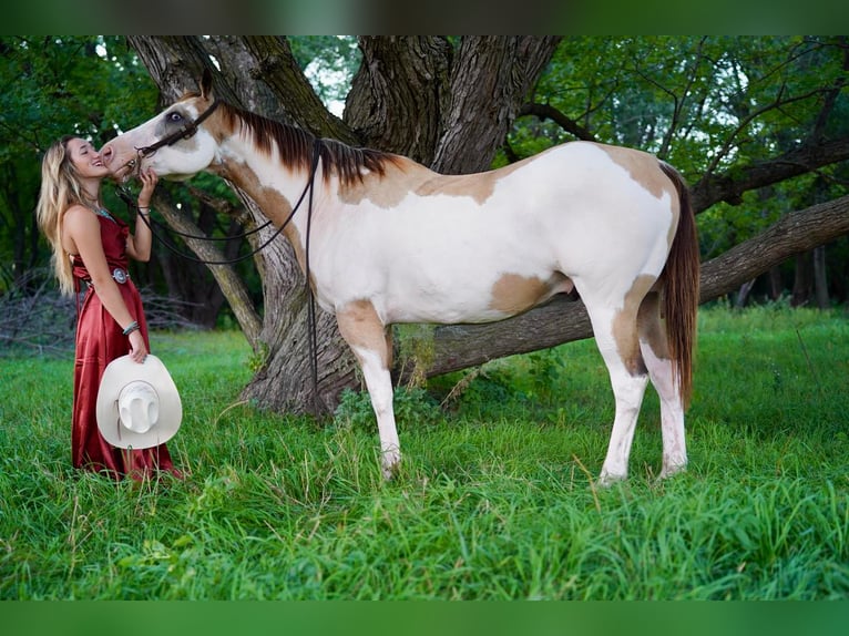Paint Horse Caballo castrado 13 años 157 cm in Valley Springs, SD