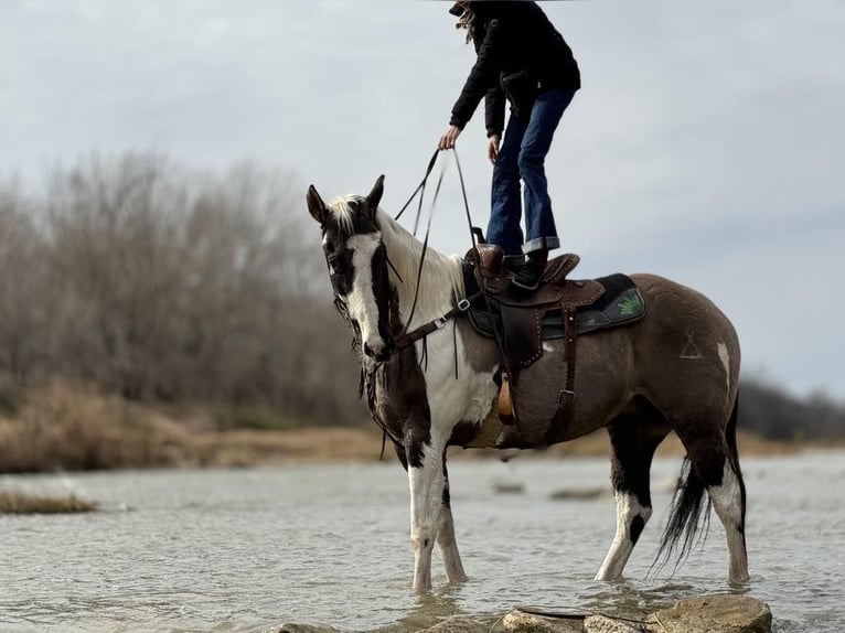 Paint Horse Caballo castrado 13 años 157 cm Tobiano-todas las-capas in Weatherford TX