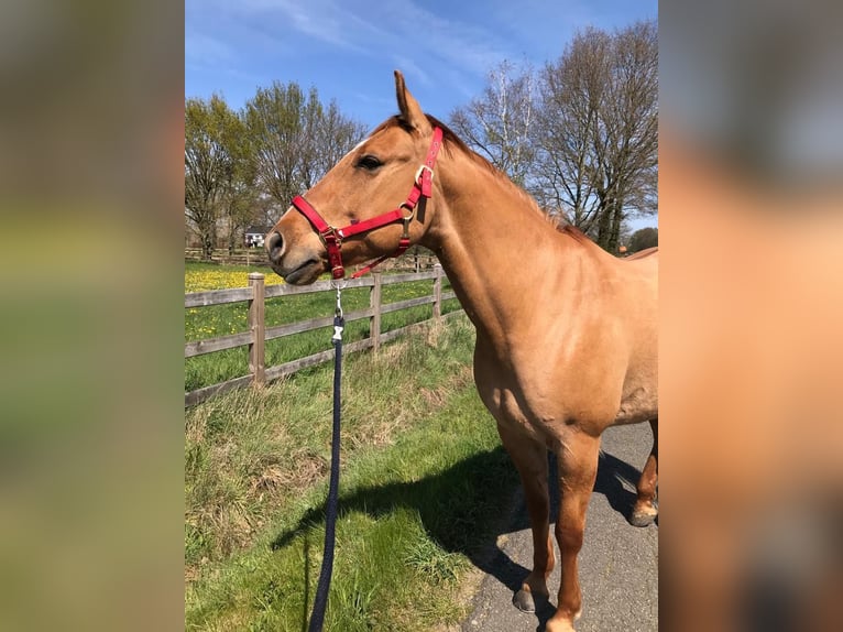 Paint Horse Caballo castrado 13 años 158 cm Red Dun/Cervuno in Olen