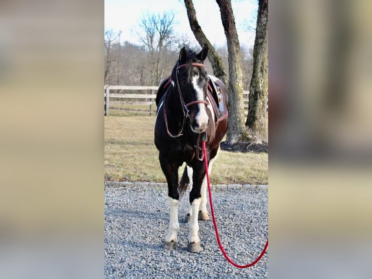 Paint Horse Caballo castrado 13 años 163 cm in Allentown, NJ