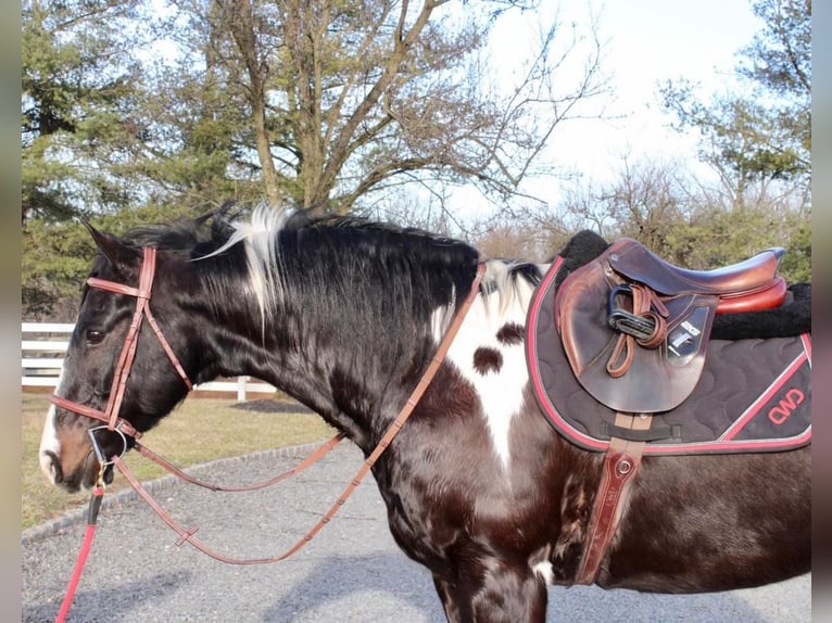 Paint Horse Caballo castrado 13 años 163 cm in Allentown, NJ