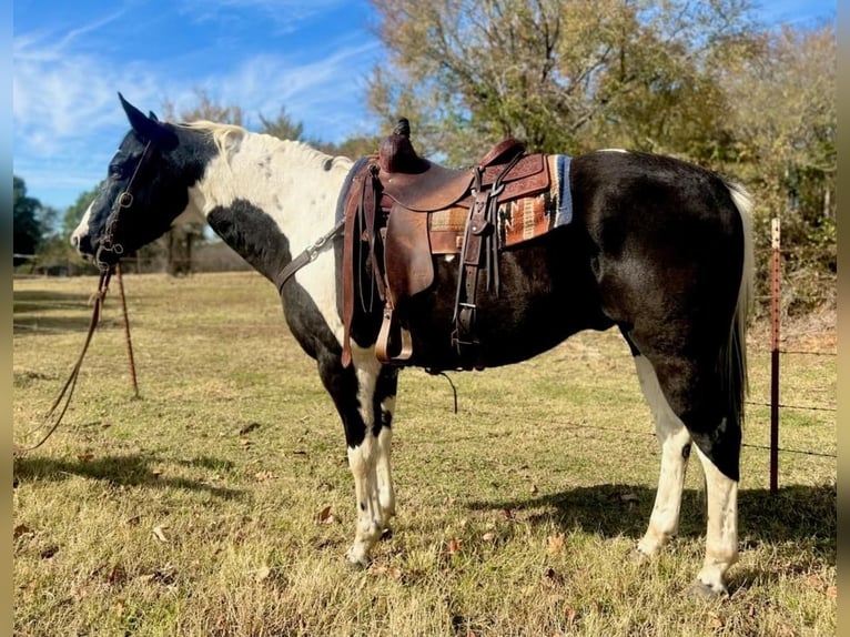 Paint Horse Caballo castrado 13 años in Watson, OK