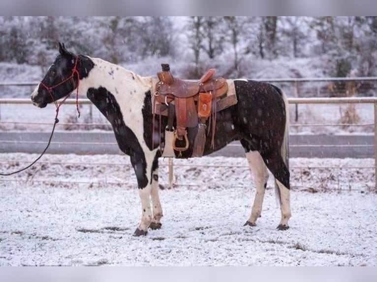 Paint Horse Caballo castrado 13 años in Watson, OK