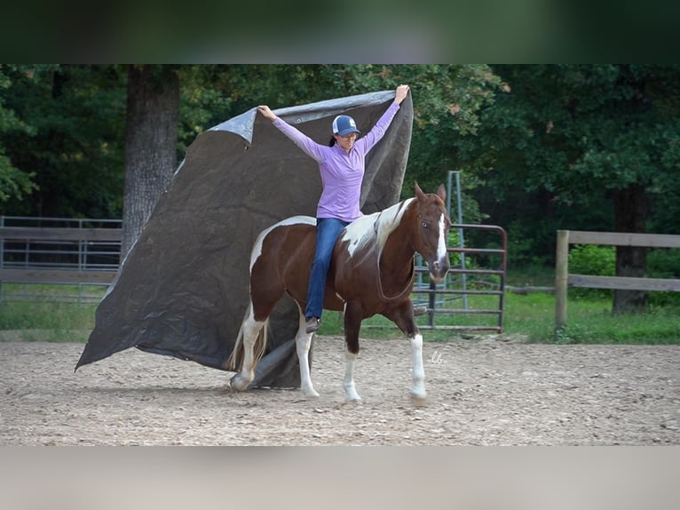 Paint Horse Caballo castrado 14 años 145 cm Alazán-tostado in Terrell, TX