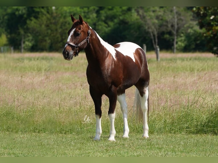 Paint Horse Caballo castrado 14 años 145 cm Alazán-tostado in Terrell, TX