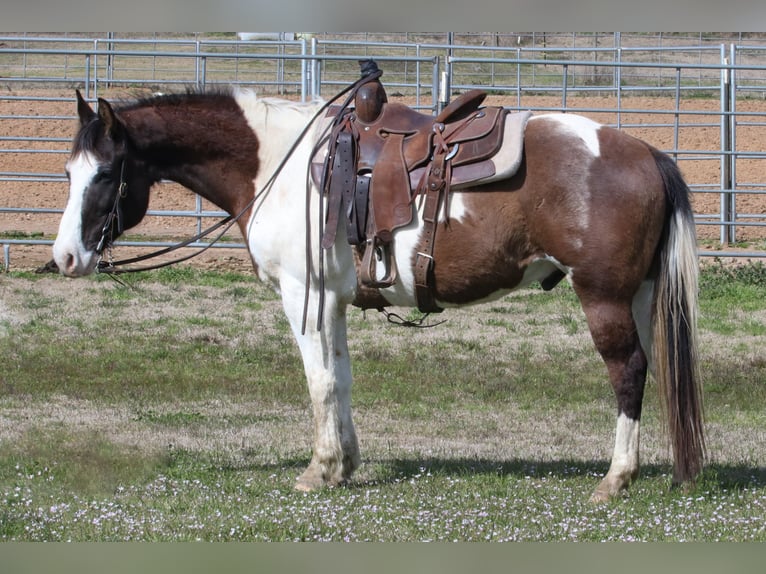 Paint Horse Caballo castrado 14 años 147 cm in Carthage, TX