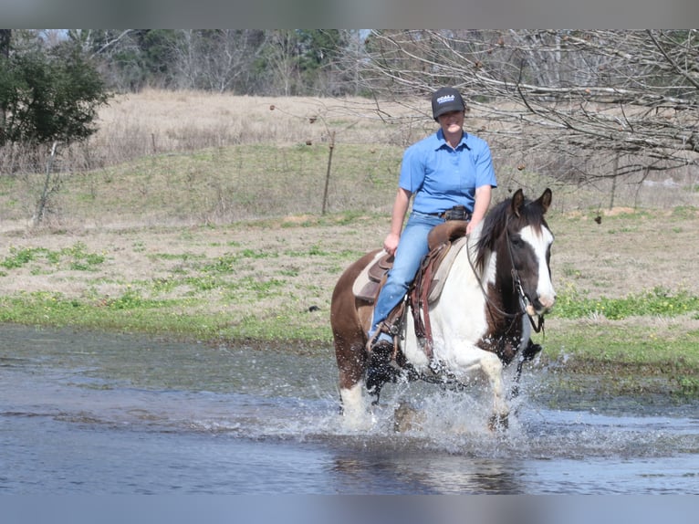 Paint Horse Caballo castrado 14 años 147 cm in Carthage, TX