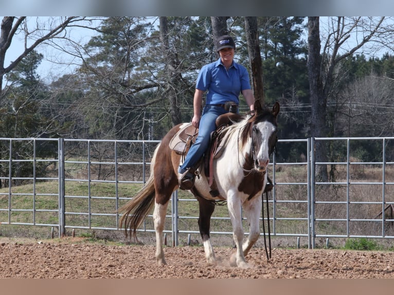 Paint Horse Caballo castrado 14 años 147 cm in Carthage, TX