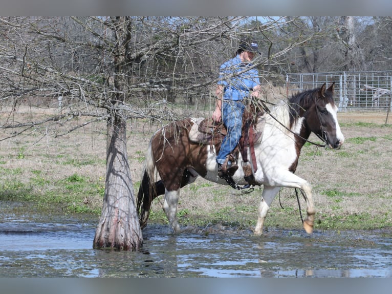 Paint Horse Caballo castrado 14 años 147 cm in Carthage, TX